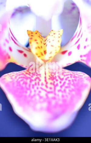 Makrofoto einer Orchideenblume, Deutschland, Europa Stockfoto