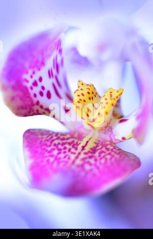 Makrofoto einer Orchideenblume, Deutschland, Europa Stockfoto