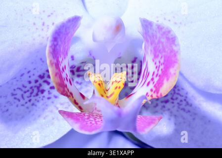 Makrofoto einer Orchideenblume, Deutschland, Europa Stockfoto
