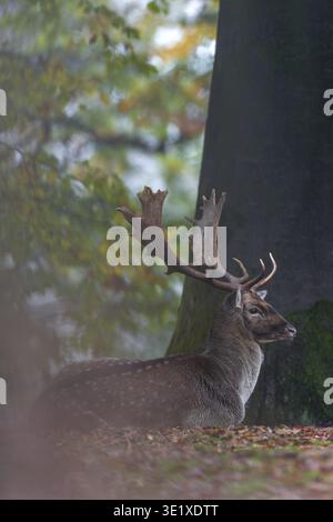 Nach ein paar Minuten legt sich der Damhirsch (Dama dama) auf den Waldboden und blickt in Richtung Rast, Rast, Paarungszeit, Hirschrutti Stockfoto