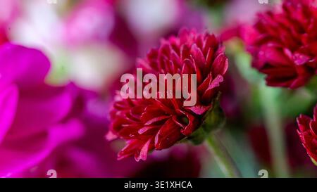 Leuchtende rote Chrysantheme in Makronaht. Mehrschichtige Blütenblätter zeigen eine zarte Textur. Weicher floraler Hintergrund sorgt für traumhaftes Bokeh. Ideal zur Begrüßung c Stockfoto