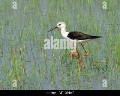 Weibliche Schwarzflügelstelze (Himantopus himantopus) im Zuchtgefieder, die auf einem Bein in einem Reisfeld in Nong Pla Lai, Phetchaburi, Thailand steht. Stockfoto
