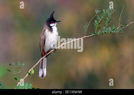 Rot-Whiskered Bulbul (Pycnonotus jocosus) in Zuchtgefieder mit hohem schwarzem Wappen und rotem Ohrfleck in Chiang Dao, Chiang Mai, Thailand. Stockfoto