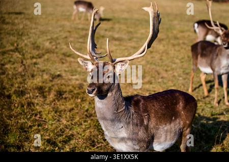 Damhirsch (Dama dama) männlich mit großen Geweihen, die auf der Wiese stehen, mit anderen Hirschen im Hintergrund Stockfoto