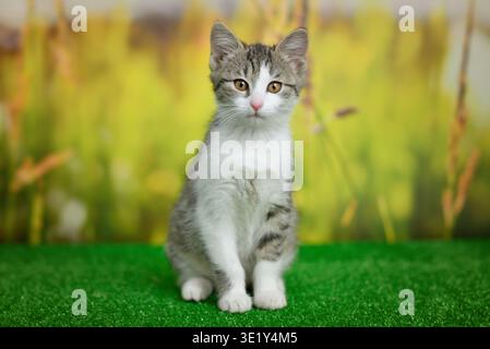 Silberne gestromte Katze auf grünem Hintergrund Stockfoto