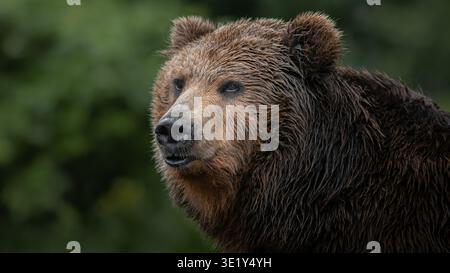 Kamtschatka Braunbär Stockfoto