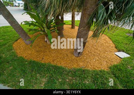 Die Gartenanlage besteht aus Palmen, die mit hellem orangenem Hackschnitzel-Mulch bedeckt sind, umgeben von gepflegtem, grünem Rasengras im Freien. Stockfoto