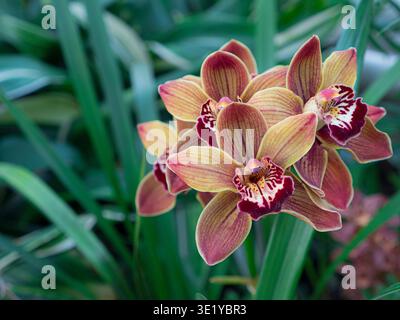 Cymbidium Strathblane gx 'Lewes' Boot Orchidee Strathblane gx 'Lewes' im Orchideenhaus Surrey UK Stockfoto