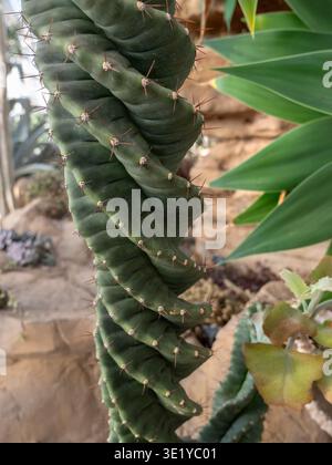 Cereus spiralis Cactaceae Spiral Cactus Nahaufnahme mit verdrehter Rippenform in arid Garden Setting Ornamental Sukkulent Plant Display“ Surrey UK Stockfoto