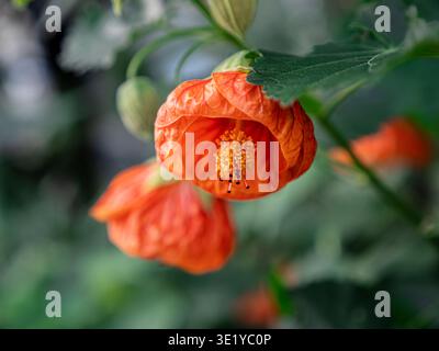 ORANGE GLOW Callianthe malvaceae„Orange Glow Vibrant tropische Blume mit reichen Orangenblüten in voller Blüte Zierpflanzenanzeige Surrey UK Stockfoto
