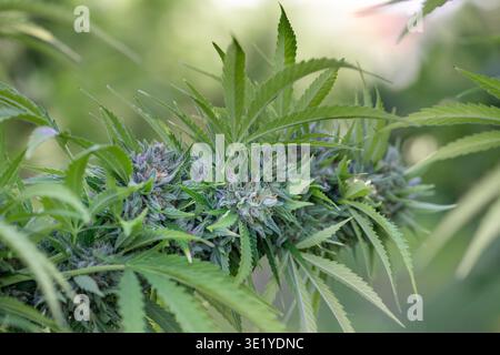 CBD Hanfpflanze mit großer blühender Cola, die draußen wächst, Nahaufnahme, Oregon Stockfoto