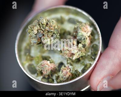 CBD Hanfblume in Metallschleifer, Nahaufnahme mit getrimmten Cannabisknospen, Oregon Stockfoto