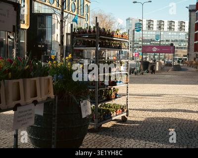 Frühlingsblumen mit Narzissen und Tulpen vor einem Geschäft im Rottermani-Viertel, Tallinn, Estland Stockfoto