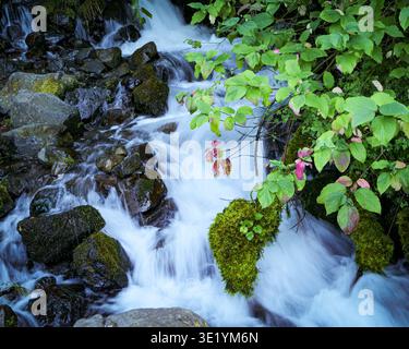 Kleiner Gebirgswasserfall im Waldstrom. Kleiner Bergwasserfall, der über moosbedeckte Felsen in einem üppigen Waldbach kaskadiert. Stockfoto