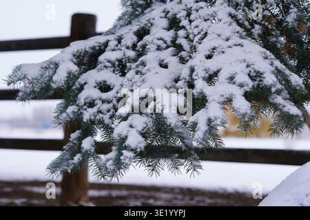 Frischer Schnee auf einer Kiefer mit rustikalem Holzzaun Stockfoto