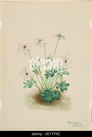 Historisches botanisches Illustrationskunstwerk von Stiefmütterchen (Viola pedata), das eine niedrig wachsende Pflanze mit weißen Blüten und fein geteilten grünen Blättern zeigt, von Mary Vaux Walcott, 1919. Stockfoto