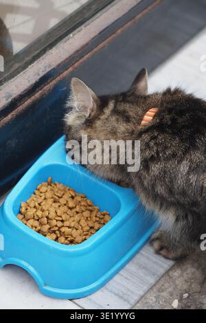 Katze isst aus einer blauen Schüssel in der Nähe des Fensters Stockfoto
