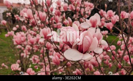 Eine professionelle Aufnahme eines Magnolienbaums in voller Blüte mit großen rosa und weißen Blüten vor einem weichen Stadtbild. Das Bild erfasst das Delic Stockfoto