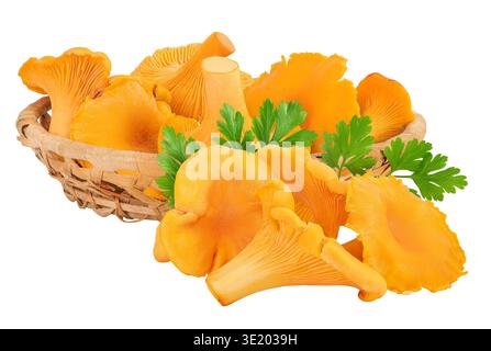 Pfifferling-Pilze in einem Korb isoliert auf weißem Hintergrund Stockfoto