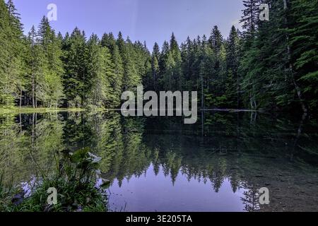Ein ruhiger Waldsee reflektiert hohe immergrüne unter klarem Himmel und schafft eine ruhige und unberührte natürliche Szene. Stockfoto