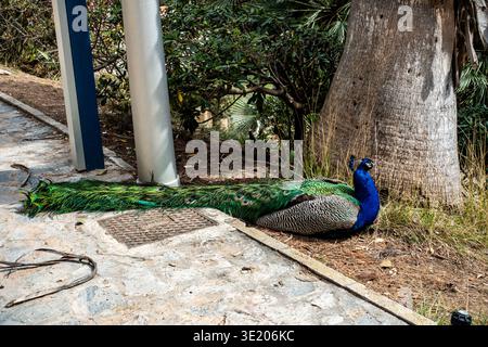 Ein männlicher indischer Pfauz ($Pavo$ $cristatus$) ruht neben einem Baum- und Steinweg in Cartagena, Spanien, mit seinen langen, bunten Schwanzfedern. Stockfoto