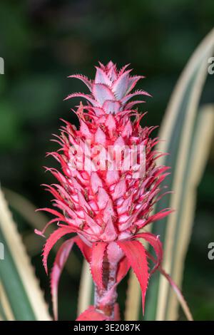 Nahaufnahme einer roten Ananaspflanze (Ananas bracteatus) Stockfoto