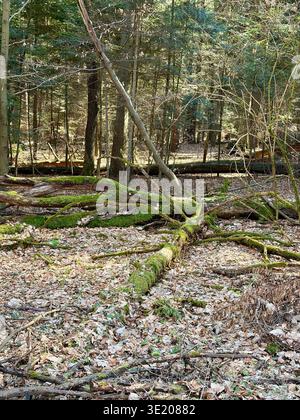 Gefallener, moosbedeckter Baumstamm in einem sonnendurchfluteten Wald im Ojcowski-Nationalpark, Polen. Malerische Naturszene in der Nähe von Krakau im Ojcow-Nationalpark. Stockfoto