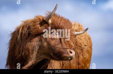 Nahaufnahme des Kopfes und des Gesichts einer Hochlandkuh mit beeindruckenden Hörnern. Schottland, Großbritannien. Stockfoto