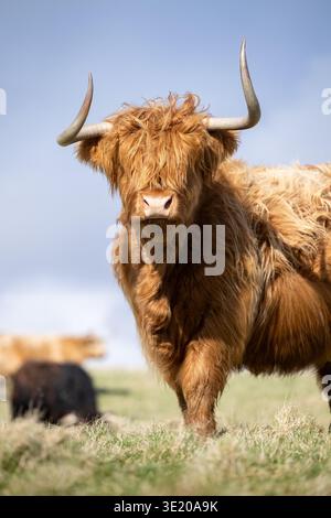 Hochlandkühe auf einer Hochmoorweide in Schottland, Großbritannien. Stockfoto