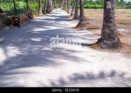 Perspektivischer Blick auf den weißen Sandweg gesäumt von hohen Palmen, die lange Schatten werfen und sich in üppige grüne Vegetation auf der tropischen Insel erstrecken. Erfassen Stockfoto
