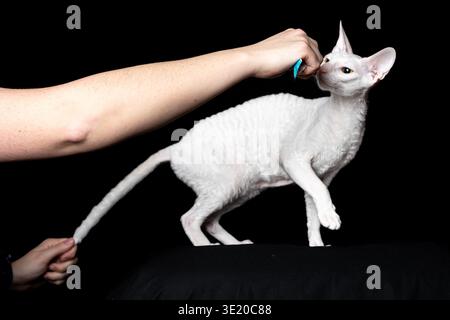 Weiße Katze Rasse Cornish Rex Katze auf schwarzem Hintergrund in einem Fotostudio Stockfoto