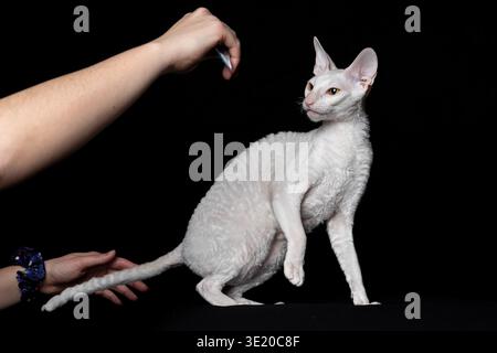 Weiße Katze Rasse Cornish Rex Katze auf schwarzem Hintergrund in einem Fotostudio Stockfoto