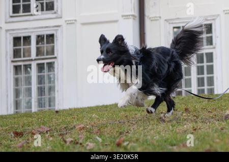 Aktiver Border Collie Hund, der draußen vor einem klassischen weißen Gebäude läuft und spielt Stockfoto