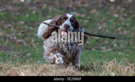 Glücklicher englischer Springer Spaniel Hund, der mit einem Stock in einem sonnigen Park läuft und spielt Stockfoto