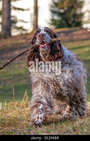 Glücklicher englischer Springer Spaniel Hund, der mit einem Stock in einem sonnigen Park läuft und spielt Stockfoto