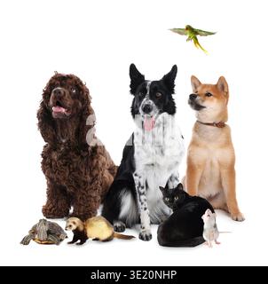 Gruppe verschiedener niedlicher Tiere auf weißem Hintergrund Stockfoto