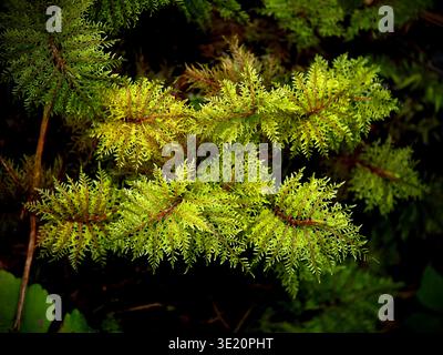 Mooskolonie mit feinen, federgrünen Blättern, die dichte, radiale Cluster auf einer feuchten Waldoberfläche bilden, Washington State, USA Stockfoto