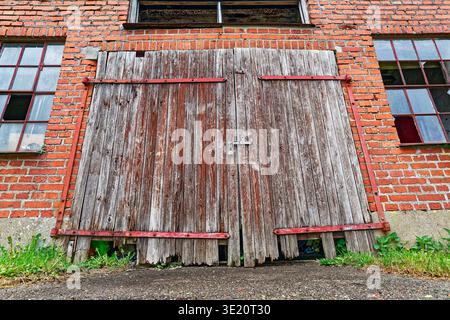 Rustikale Scheunentüren aus Holz mit abblätternder Farbe und rostigen Metallscharnieren in einem roten Backsteingebäude mit Fenstern und Grün um die Basis. Stockfoto