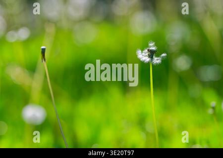 Löwenzahn-Samenkopf mit weißen Samen, teilweise verteilt, steht hoch vor leuchtend grünem, verschwommenem natürlichen Hintergrund in sonniger Umgebung im Freien. Stockfoto