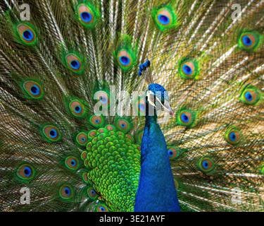 Majestätischer Pfau in voller Darstellung – eine atemberaubende Explosion von Farben, Symmetrien und natürlicher Eleganz, die das wahre Wesen der Schönheit der Tierwelt einfängt. Stockfoto