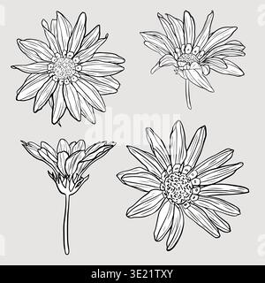 Illustration von vier verschiedenen geblümten Gerbera-Designs in schwarz-weißer Strichkunst, die verschiedene blühende Blumen mit detaillierten Blüten und Stielen darstellt. Stock Vektor