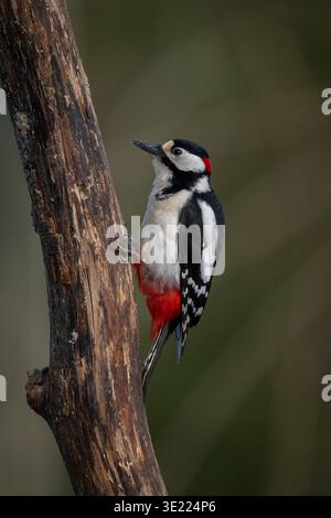 Großer gefleckter Spechte auf einem Baumstamm mit einem verschwommenen grünen Hintergrund. Krootuse, Polva, Estland Stockfoto