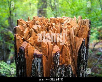 Nahaufnahme eines zerklüfteten Baumstumpfes in einem üppig grünen Wald. Bowser, Vancouver Island, Kanada Stockfoto