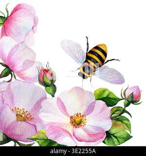 Hagebuttenblüten und Knospen Zusammensetzung mit Blättern. Aquarellisolierte handgezeichnete Illustration auf weißem Hintergrund. Stockfoto