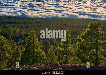 Die sonnendurchfluteten kanarischen Inselkiefern befinden sich im Vordergrund eines riesigen Kiefernwaldes an vulkanischen Hängen unter einem dramatischen dunklen, bewölkten Himmel mit niedrigen Wolken Stockfoto