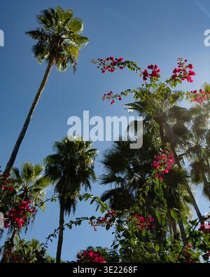 Hohe Palmen und leuchtend rosa Blumen vor einem klaren blauen Himmel Todos Santos, Baja California Sur, Mexiko Stockfoto