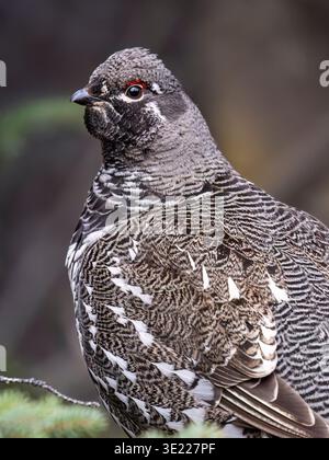 Nahaufnahme eines wunderschön gemusterten Vogels mit auffälligen schwarz-weißen Federn. Alaska, USA Stockfoto