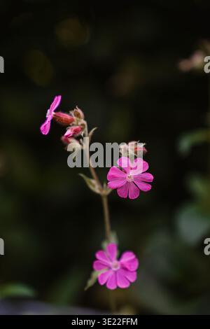 Wunderschöne rosa Blume in der Natur der Niederlande im Frühling. Stockfoto