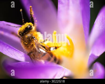 Biene auf Krokusblüte, Makronaht, Bestäubung, Frühlingsblüte, Insektensammelpollen, natürliches Licht, Makrofotografie Stockfoto