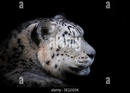 Seitliches Porträt eines erwachsenen Schneeleoparden, panthera uncia, auf schwarzem Hintergrund mit Platz für Text. Diese verwundbare Großkatze ist heimisch im Berg Stockfoto